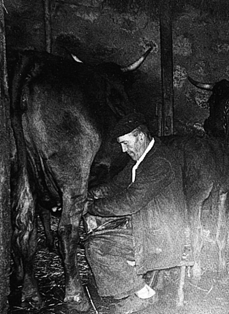 Traite (molza) manuelle d'une vache dans l'étable, à Bromme, août 1961