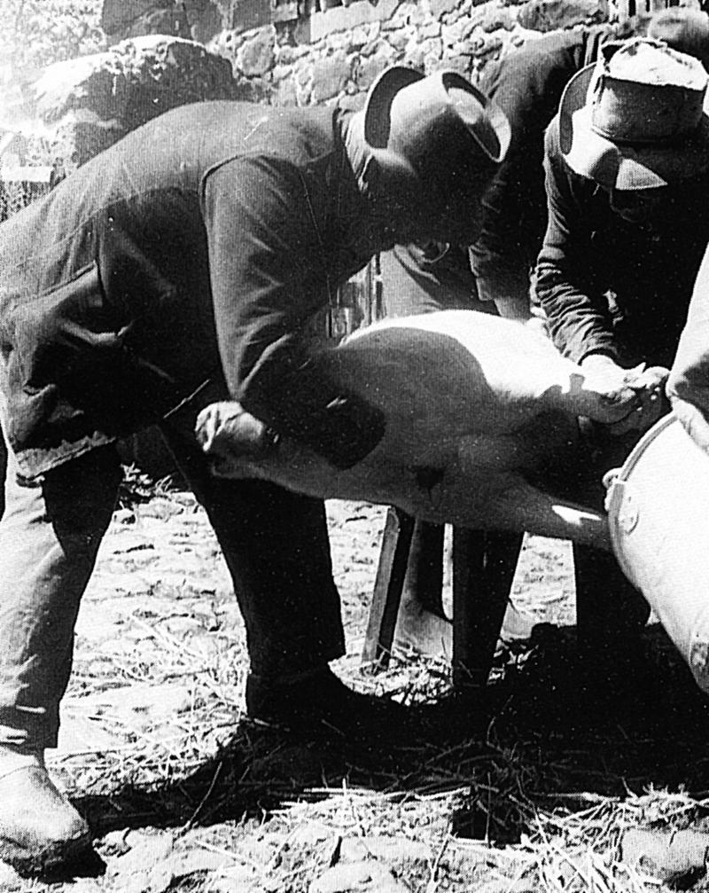 Abattage (masèl) du cochon (pòrc, tesson) sur un banc : saignée, en Barrez (secteur de Mur de Barrez)