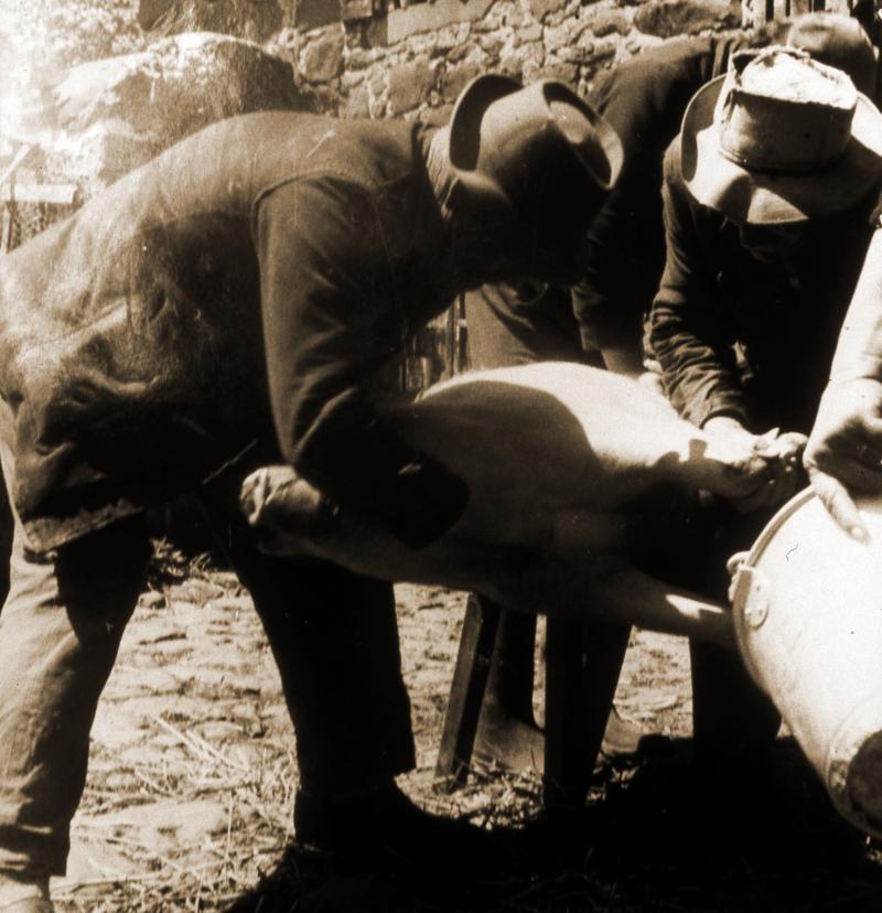 Abattage (masèl) du cochon (pòrc, tesson) sur un banc : saignée, en Barrez (secteur de Mur de Barrez)