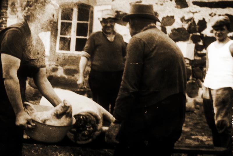 Abattage (masèl) du cochon (pòrc, tesson) sur un banc : découpe de la tête, en Barrez (secteur de Mur de Barrez)