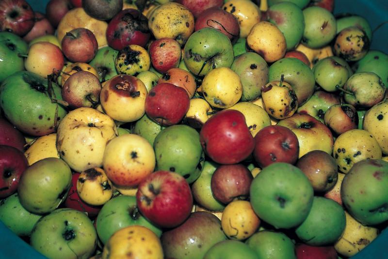 Pommes (pomas) jaunes, rouges et vertes, en Barrez (secteur de Mur de Barrez)