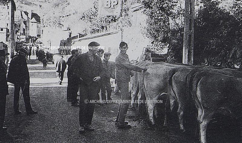 Homme palpant un bovidé un jour de foire (fièira), vers 1976