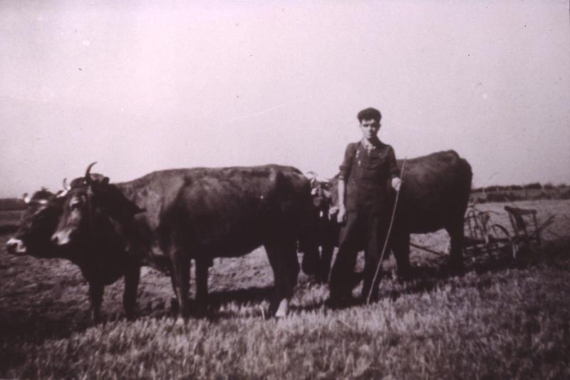  Temps de pause durant labour (laur) avec deux paires de bovidés (parelhs, prodèl) et charrue Brabant, aux Bouquets, 1956