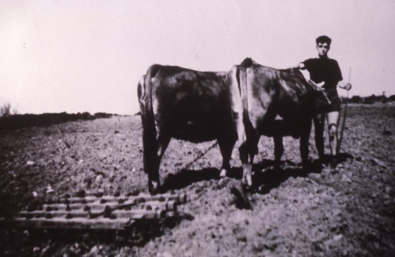  Temps de pause durant hersage (ersar) avec paire de bovidés (parelh), aux Bouquets, 1956