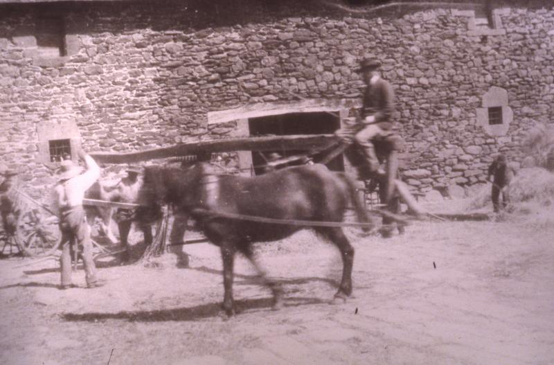 Dépiquage (escodre) mécanisé avec un manège (maneg), un équidé et un bovidé, à Bonnefon, vers 1900