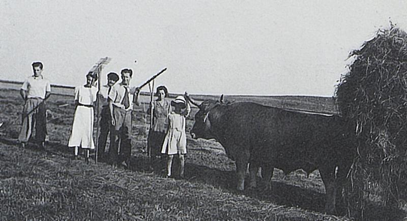 Temps de pause durant râtelage et chargement manuels du foin, paire de bovidés (parelh), à Aulos, 1938