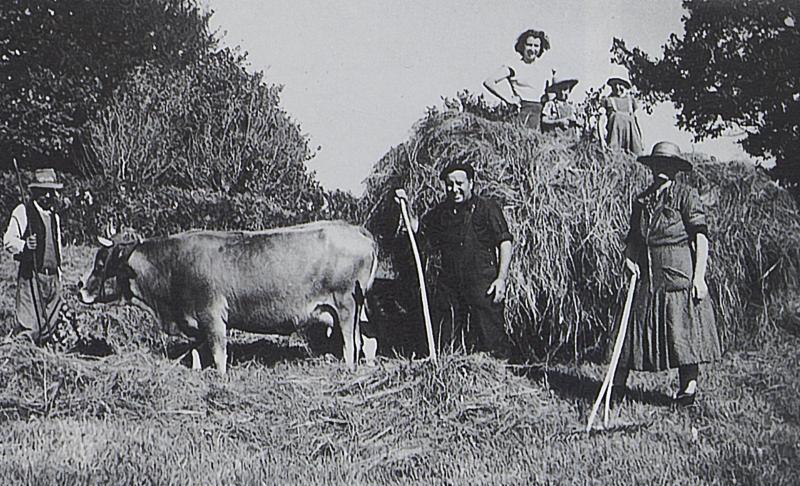 Temps de pause durant râtelage et chargement manuels du foin sur char-cage ou à claies (carri de cledas), paire de bovidés (parelh), aux Enfruts, 1953