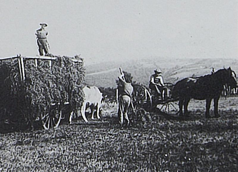 Râtelage mécanisé avec équidé et chargement manuel du foin, paire de bovidés (parelh), à La Plagne, 1964