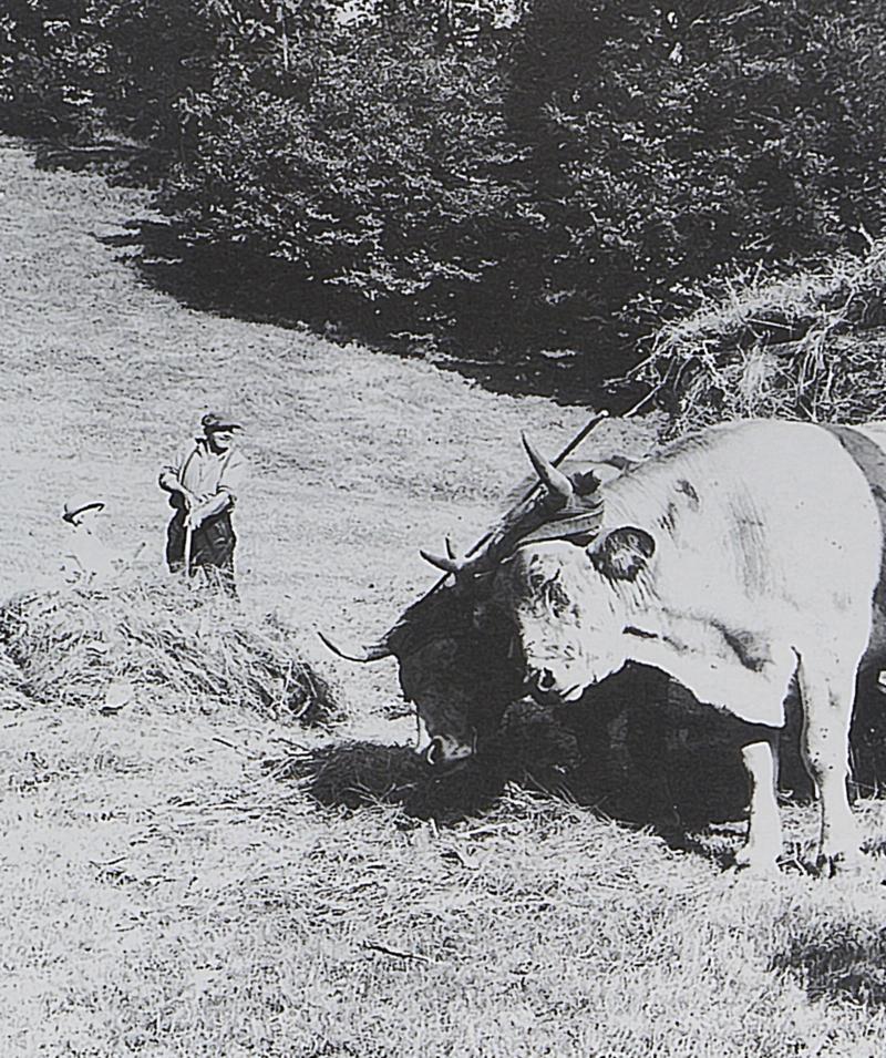 Chargement manuel du foin sur char-cage ou à claies (carri de cledas), paire de bovidés (parelh), à Belvezet, juillet 1965