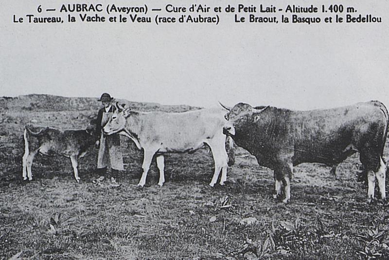 6 - AUBRAC (Aveyron) - Cure d’Air et de Petit Lait - Altitude 1.400 m. Le Taureau, la Vache et le Veau (race d’Aubrac) Le Braout, la Basquo et le Bedellou