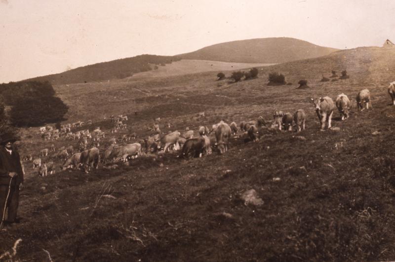 Garde d'un troupeau de bovidés (vacada), aux Enguilhens, vers 1930