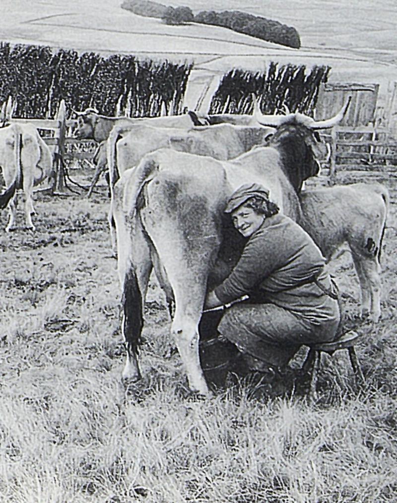 Traite manuelle (molza) d'une vache effectuée par une femme au parc de claies (pargue), au Rigambal Haut, 1970