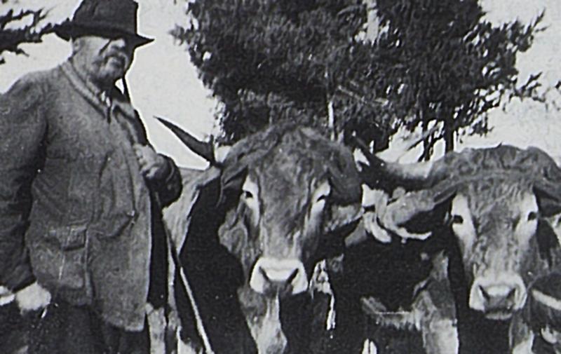 Homme et paire de bovidés (parelh) attelés, en Aubrac (secteur de Saint-Chély d'Aubrac), 15 décembre 1950