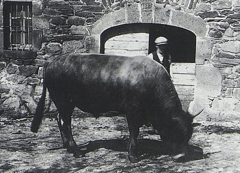 Homme et bovidé devant porte d'étable (estable), à Bonnefon, 1921