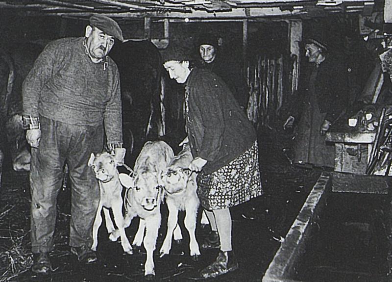 Personnes avec trois veaux (vedèls) dans une étable (estable), aux Garrigues, 1980