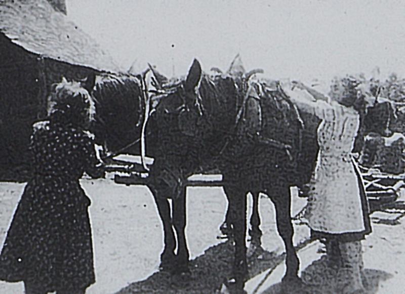 Deux femmes harnachant une paire d'équidés (coble) attelés dans cour de ferme, à Aulos, 1942