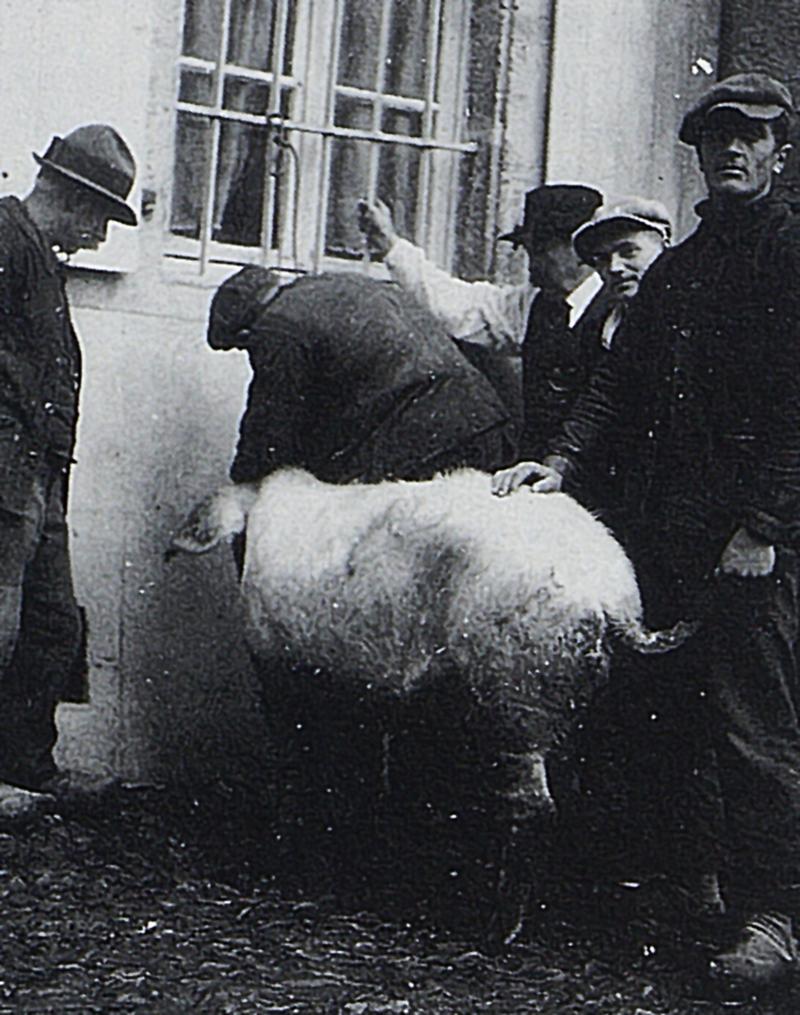 Annelage d'un cochon (pòrc, tesson), 1935-1940