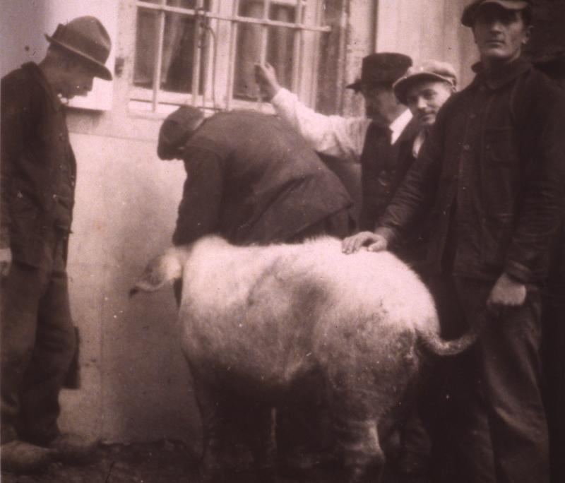 Annelage d'un cochon (pòrc, tesson), 1935-1940