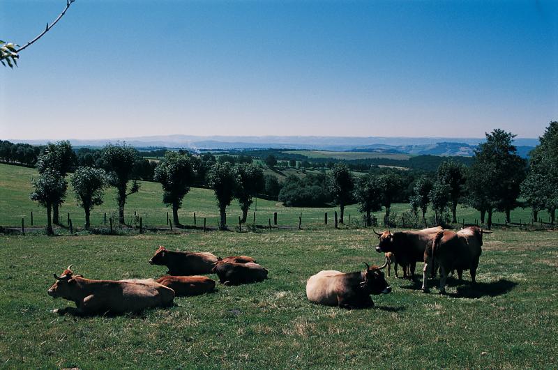 Troupeau de bovidés (vacada), en Aubrac (secteur de Saint-Chély d'Aubrac), mai 1998