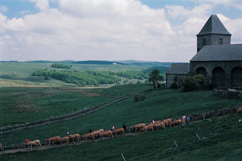 Arrivée en estive d'un troupeau de bovidés (vacada) décorés devant la domerie, à Aubrac, mai 1998