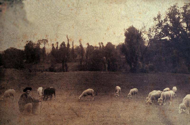 Garçon assis jouant du pipeau en gardant un troupeau d'ovidés tondus, secteur de Bozouls