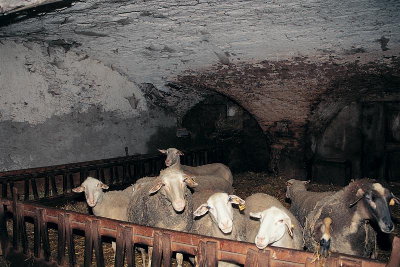  Sept brebis (fedas) dans une bergerie (jaça) voûtée, février 1999