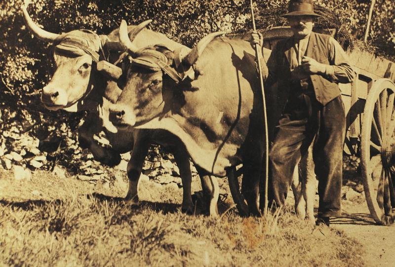 Temps de pause durant charroi (carreg) de fumier (fems) avec paire de bovidés (parelh), sur le chemin du causse à La Brenguerie de Saint-Mayme