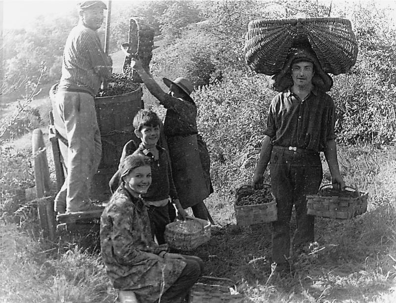  Enfants, homme portant du raisin avec un panièr carrejador et des paniers en éclisse et femme en vidant dans une cuve ovale (cornut, folièira) placée sur un char (carri), aux Courtials, 1972