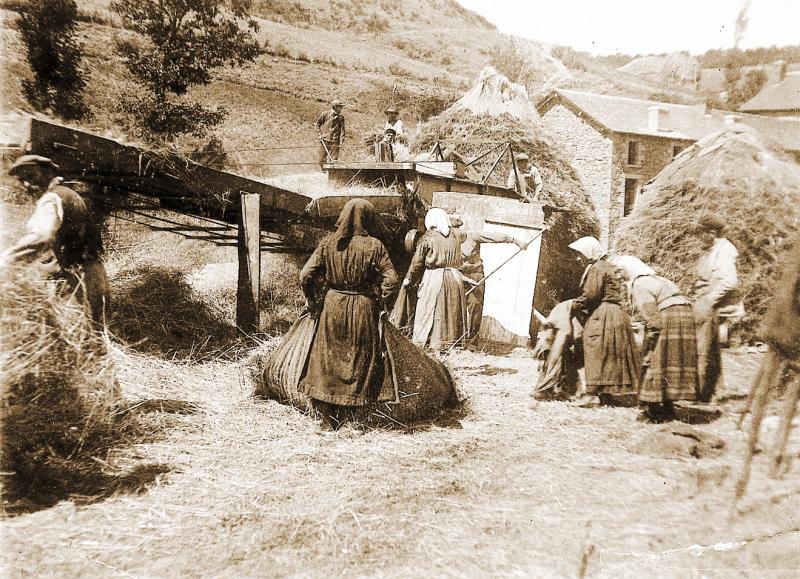 Dépiquage (escodre) mécanisé à la batteuse (batusa), femmes récupérant la paille (palha), à Couffouleux