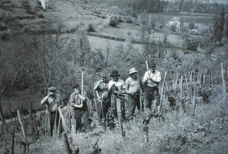 Temps de pause (beguda) durant le piochage (fòire) d'une vigne (vinha), au Cavalier, 1955