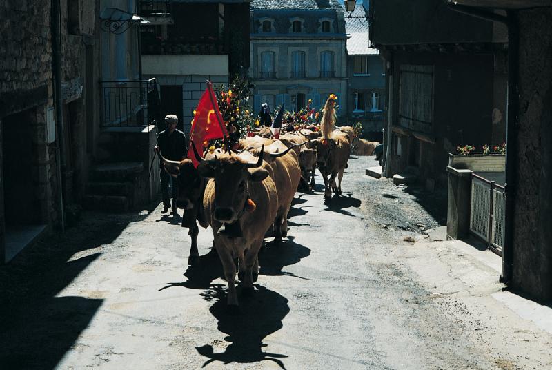Troupeau de bovidés (vacada) décorés montant en estive dans une ruelle