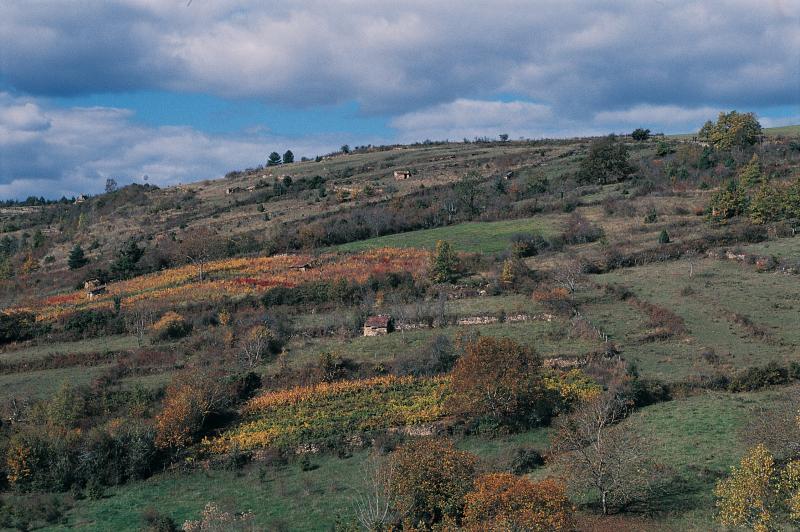  Vignes (vinhals), cabanes de vigne (tabernals) et noyers (noguièrs) sur un versant (travèrs) de colline, secteur d'Espalion