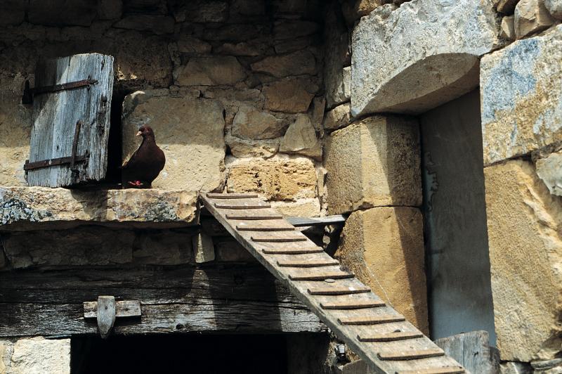 Plan incliné de pigeonnier (colombièr, pijonièr) et pigeon (pijon) sur une rampe d'envol, mai 1993.