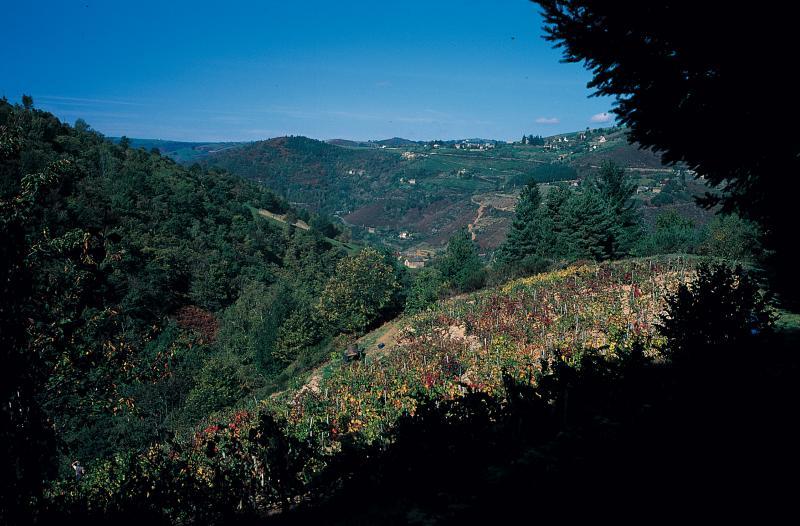 Vigne (vinha) sur un versant (travèrs), en Haute Vallée d'Olt (secteur d'Entraygues sur Truyère)
