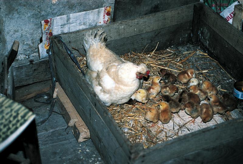 Poule couveuse (cloca) et seize poussins (cotins, polsins) dans une caisse en bois, mai 1994