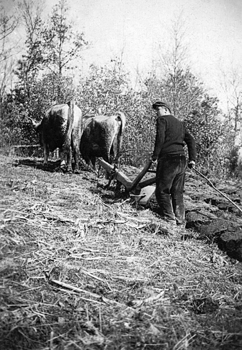 Homme labourant avec une charrue à versoir (carruga, dombasla, drechièira) et une paire de bovidés (parelh), à La Singlarie, vers 1935