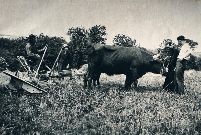 Temps de pause durant moisson (meisson, sèga) mécanisée avec paire de bovidés (parelh), aux Cazelles, 1943