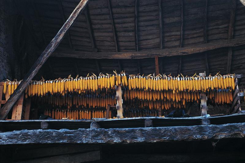  Epis (espigas) de maïs (milh) séchant sur des perches (latas, pèrgas) sous un hangar (cabanat, solaudi)