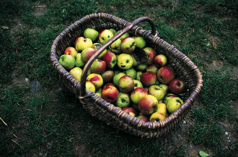 Panier (panièr) en osier (vim) brut contenant des pommes (pomas), en Ségala (secteur de Naucelle), octobre 1992