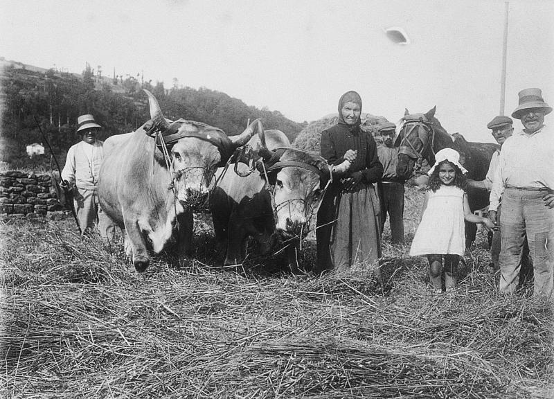 Temps de pause durant dépiquage par piétinement (calcar) avec paire de bovidés (parelh) et équidé, aux Ayres, 1920