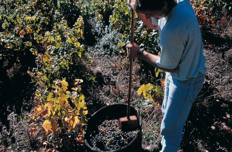  Homme écrasant avec une masse au long manche (faunhador, folhador) des grappes de raisin dans une comporte (semal), octobre 1997