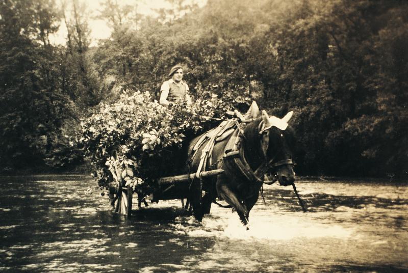 Charroi (carreg) avec un équidé traversant une rivière de branches d'arbre (rama), à La Planquette, 1956,