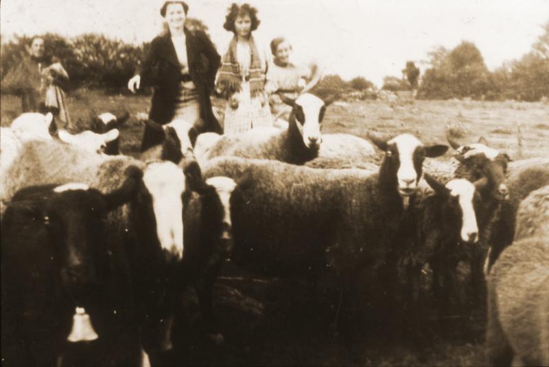 Femmes et troupeau d'ovidés, au Frau de Ladignac, vers 1932