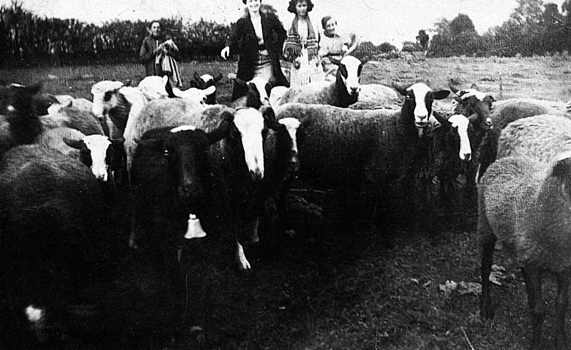 Femmes et troupeau d'ovidés, au Frau de Ladignac, vers 1932