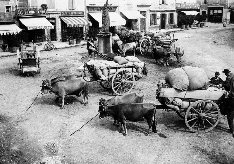 Quatre paires de bovidés (parelh) attelées à des chars (carris) chargés de ballots