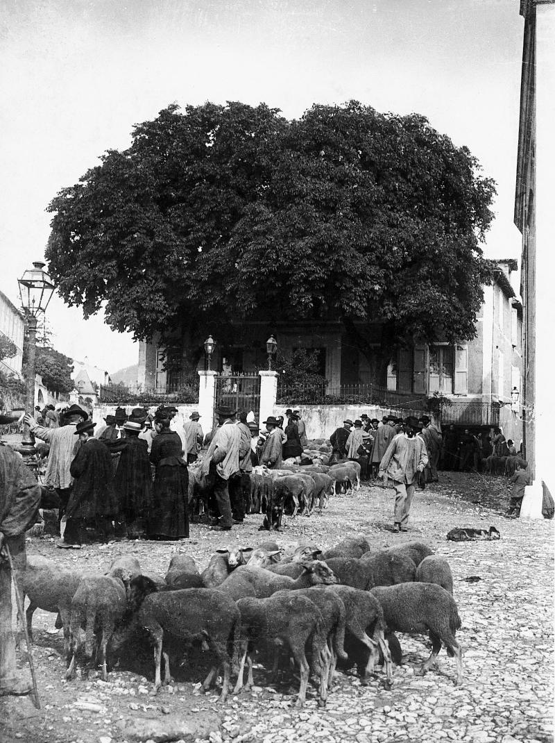 Personnes et troupeaux de brebis (fedas) sur une place un jour de foire (fièira)