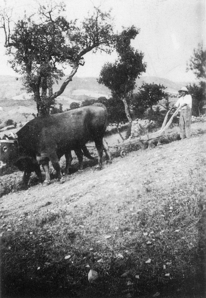 Homme labourant avec une charrue à versoir (carruga, dombasla, drechièira) et une paire de bovidés (parelh)