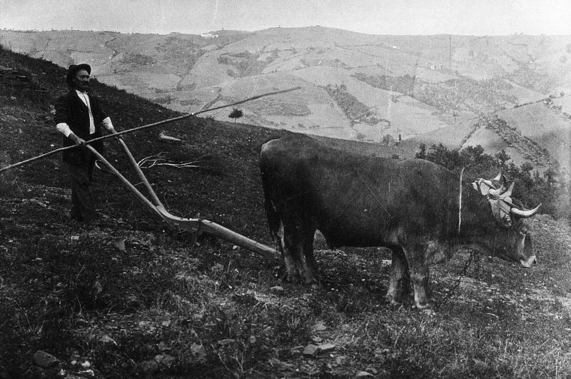 ​Homme labourant avec une charrue à versoir (carruga, dombasla, drechièira) et une paire de bovidés (parelh), au Mas de Vidal, 1919
