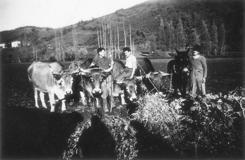 Temps de pause avec deux paires de bovidés (parelh) et un équidé devant plantation de choux (caulièira), à Calmels, 1953