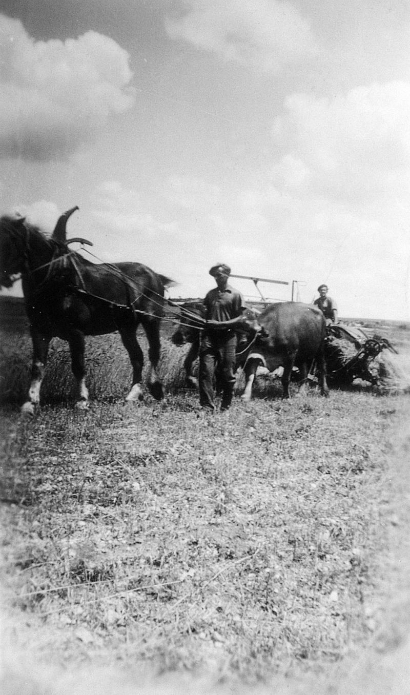 Moisson (meisson, sèga) mécanisée avec renfort (prodèl) d'un équidé, paire de bovidés (parelh) et moissonneuse lieuse (ligaira, liusa) à rabatteurs, à Nougayrolles, 1942